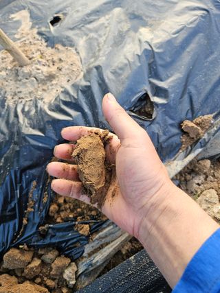 고추10614님의 고추 · 병해충상담 작성글 사진