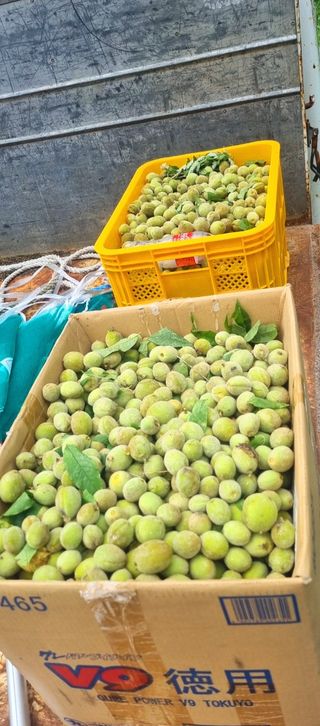 신선옥님의 작성글 사진