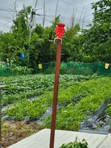 팜모닝 고구마·영농일지 게시글 이미지