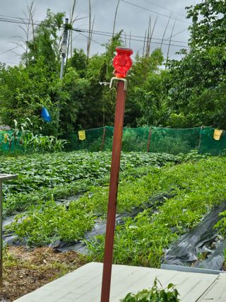 인생은나그네님의 고구마 · 영농일지 작성글 사진