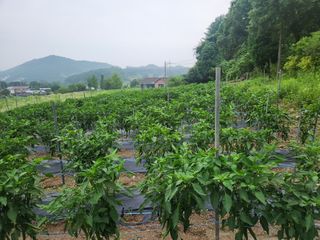 문정주님의 고추 · 영농일지 작성글 사진