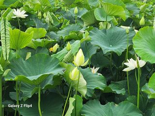 연꽃님의 기타작물 · 영농일지 작성글 사진