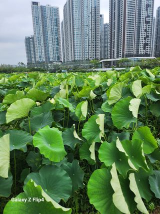 연꽃님의 기타작물 · 영농일지 작성글 사진