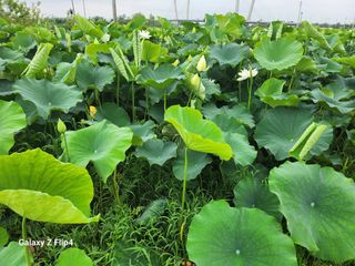 연꽃님의 기타작물 · 영농일지 작성글 사진