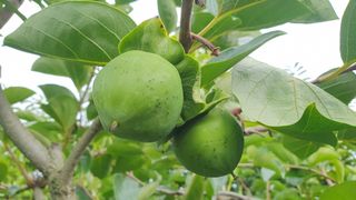 다온아띠농원 장현호님의 자유주제 · 자유게시판 작성글 사진