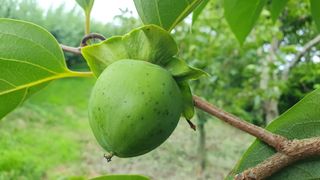 다온아띠농원 장현호님의 자유주제 · 자유게시판 작성글 사진