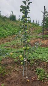 팜모닝 사과·영농일지 게시글 이미지