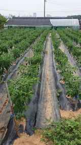 팜모닝 고추·영농일지 게시글 이미지