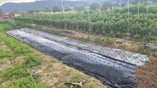 이상주님의 기타작물 · 영농일지 작성글 사진