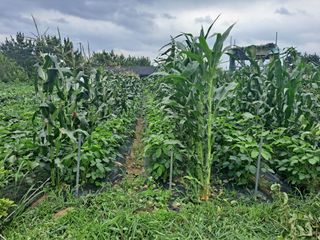 나누고싶어서님의 자유주제 · 자유게시판 작성글 사진