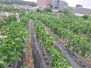 나누고싶어서님의 자유주제 · 자유게시판 작성글 사진