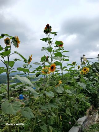덕촌님의 자유주제 · 자유게시판 작성글 사진