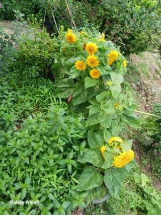 덕촌님의 자유주제 · 자유게시판 작성글 사진