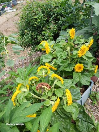 덕촌님의 자유주제 · 자유게시판 작성글 사진