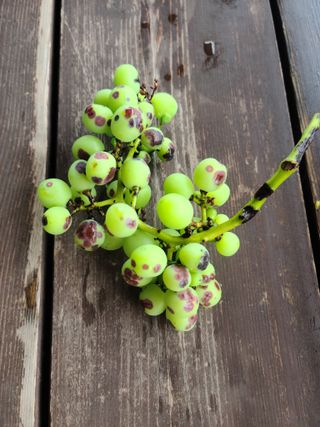 제-비님의 포도 · 병해충상담 작성글 사진