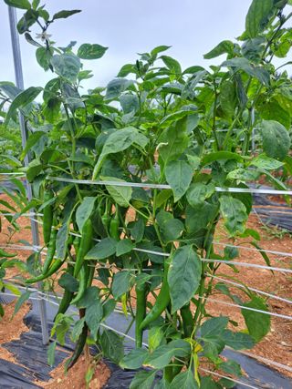 이은영님의 고추 · 병해충상담 작성글 사진