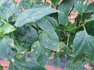 이은영님의 고추 · 병해충상담 작성글 사진