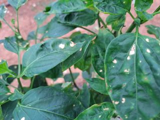 이은영님의 고추 · 병해충상담 작성글 사진