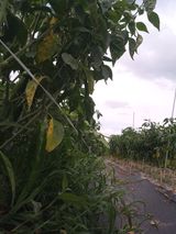 팜모닝 자유주제·자유게시판 게시글 이미지