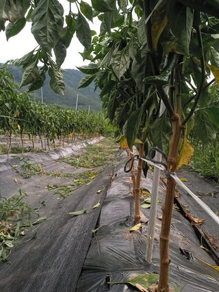 알 수 없음님의 자유주제 · 자유게시판 작성글 사진