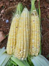 팜모닝 옥수수·영농일지 게시글 이미지