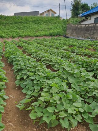 소금님의 자유주제 · 자유게시판 작성글 사진