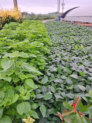 산이뜰(김정우)님의 팜모닝 · 출석 작성글 사진