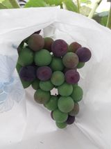 팜모닝 포도·영농일지 게시글 이미지