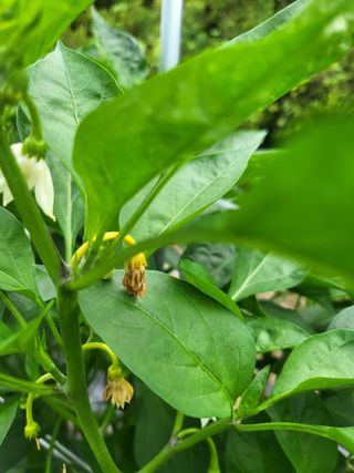 도리님의 고추 · 병해충상담 작성글 사진