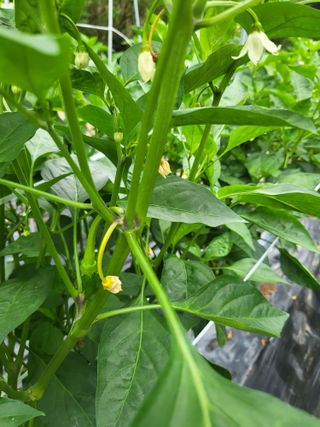 도리님의 고추 · 병해충상담 작성글 사진