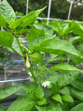 도리님의 고추 · 병해충상담 작성글 사진