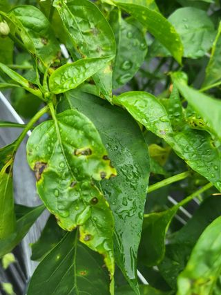 도리님의 고추 · 병해충상담 작성글 사진