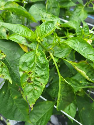 도리님의 고추 · 병해충상담 작성글 사진