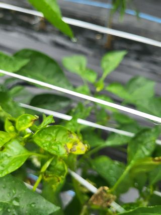 도리님의 고추 · 병해충상담 작성글 사진