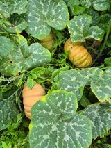 팜모닝 자유주제·자유게시판 게시글 이미지