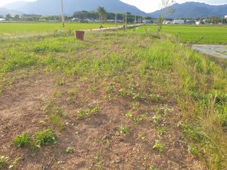 황소머리(노다지)님의 자유주제 · 자유게시판 작성글 사진