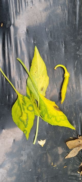 맹철영님의 고추 · 병해충상담 작성글 사진