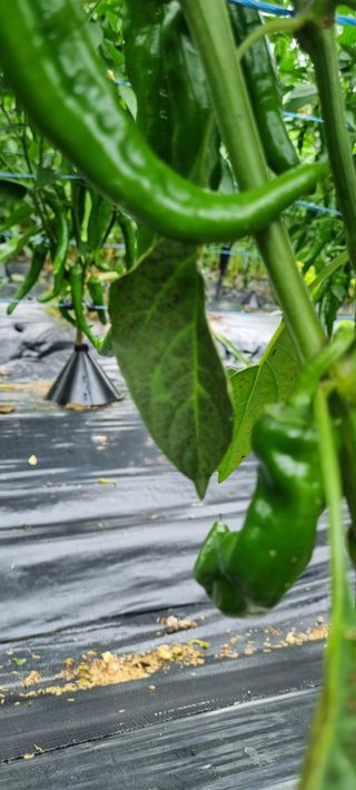 맹철영님의 고추 · 병해충상담 작성글 사진