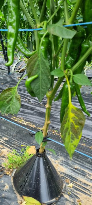 맹철영님의 고추 · 병해충상담 작성글 사진