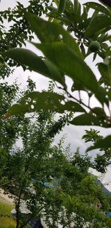 팜모닝 자두·병해충상담 게시글 이미지