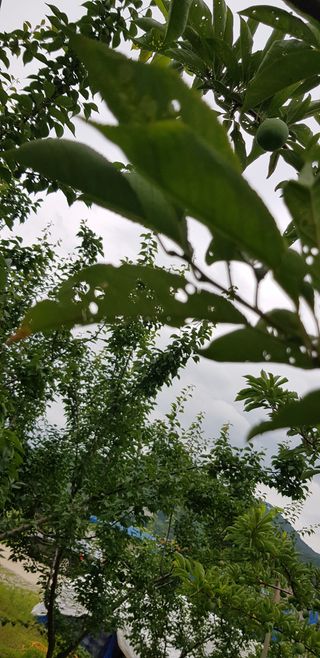 초보자두농사님의 자두 · 병해충상담 작성글 사진