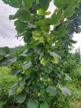 팜모닝 기타작물·영농일지 게시글 이미지