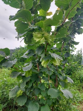 유상희님의 기타작물 · 영농일지 작성글 사진