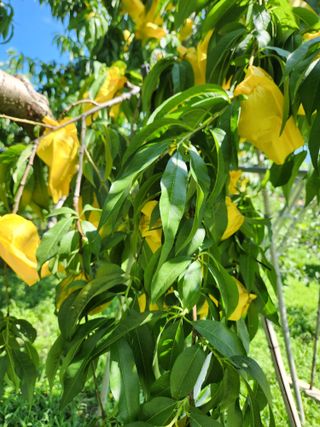 키다리님의 복숭아 · 영농일지 작성글 사진