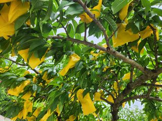 키다리님의 복숭아 · 영농일지 작성글 사진