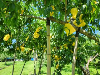 키다리님의 복숭아 · 영농일지 작성글 사진