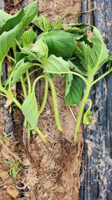 팜모닝 참깨·병해충상담 게시글 이미지