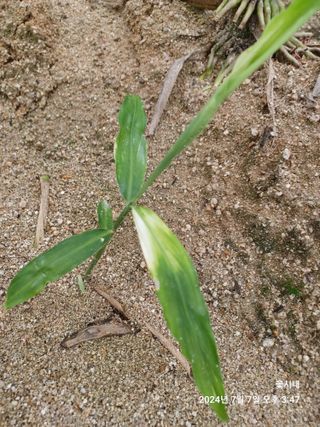 텃밭님의 기타작물 · 영농일지 작성글 사진