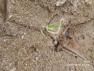 텃밭님의 기타작물 · 영농일지 작성글 사진