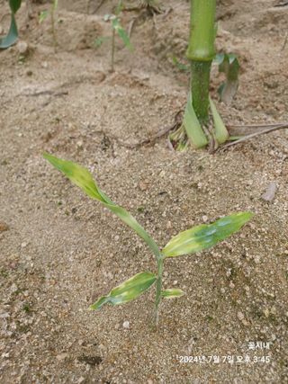 텃밭님의 기타작물 · 영농일지 작성글 사진